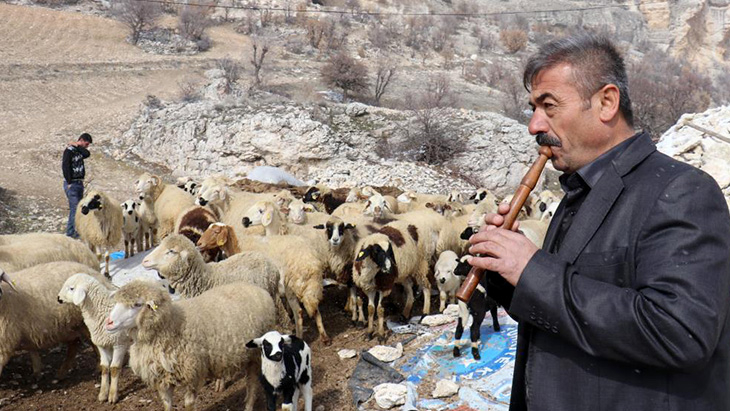 Bin 700 metre rakımdaki sürülerin kaval keyfi