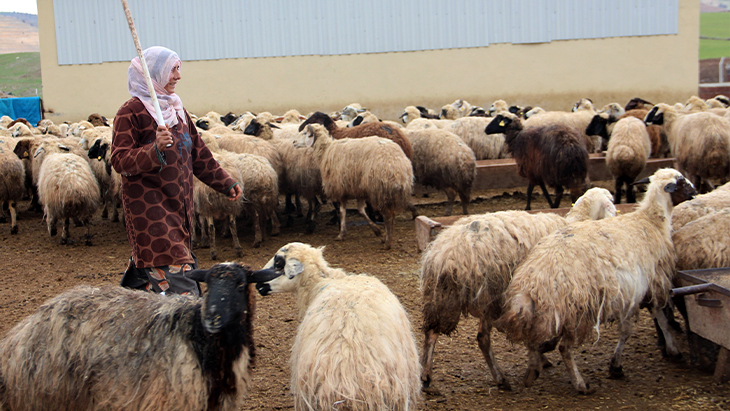 Köye yerleşti, devletten aldığı destekle çiftlik kurdu