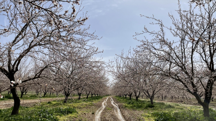 Kayısı ağaçları zirai dondan olumsuz etkilendi