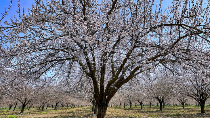 Kayısı ağaçları zirai dondan olumsuz etkilendi