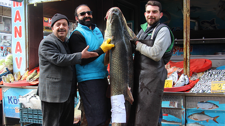 Balıkçıları oltasına dev turna balığı yakalandı
