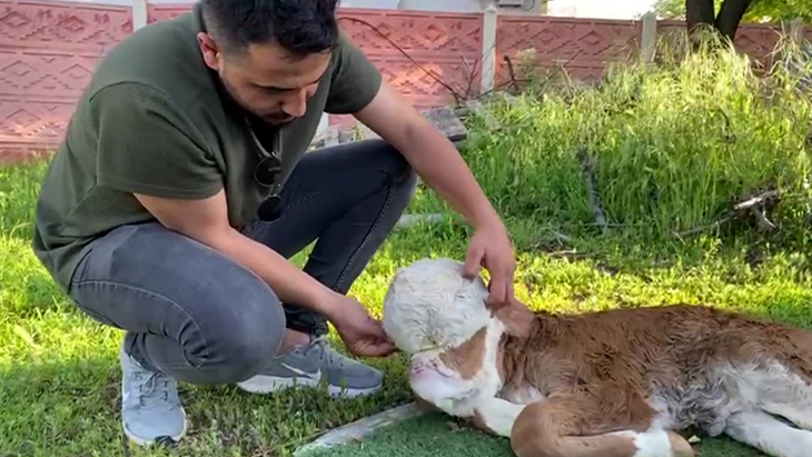 Dünyaya gelen buzağı şaşkına çevirdi