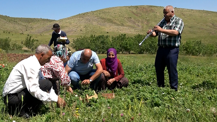 Gezin'de çilek hasadı başladı