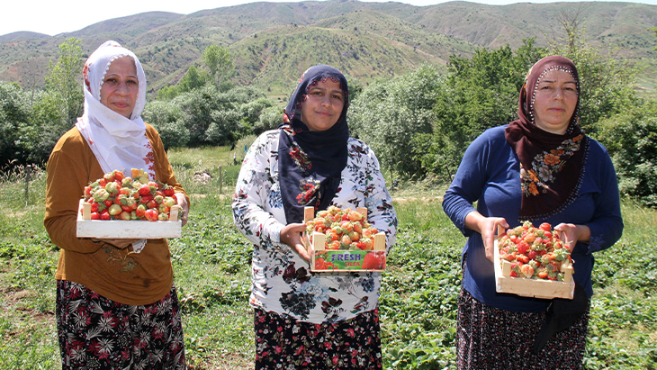 Gezin'de çilek hasadı başladı