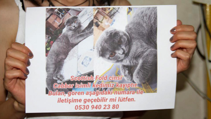 Kayıp kedi Cabbar bulundu