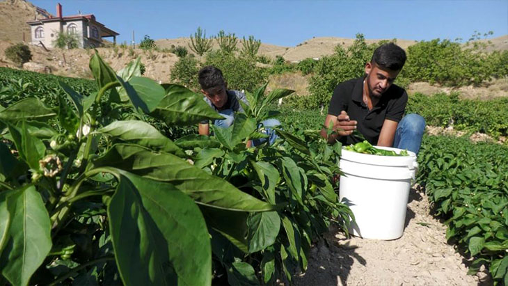 Keban biberinde hasat başladı